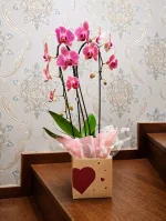 Orquídea 02 Hastes - Imagem 2