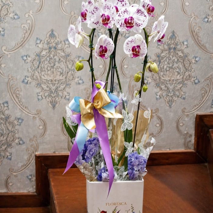 Orquídea 02 Hastes