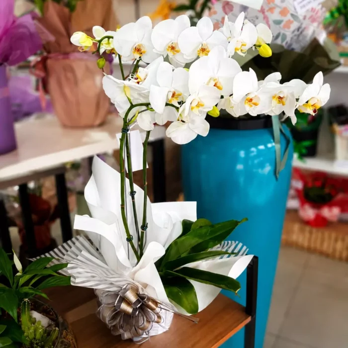 Orquídea Phalaenopsis branca com 3 hastes floridas em vaso, ideal para presentear em aniversários, casamentos, maternidade e ocasiões especiais.